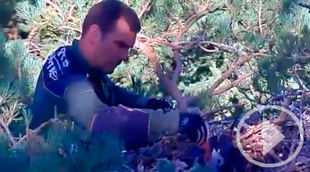 Un agente forestal sube al nido de un abanto para alimentarlo