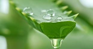 El aloe vera, una planta con muchos beneficios y mucha historia