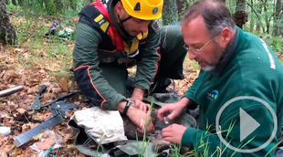 Anillamiento de buitre negro por agentes forestales