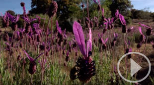 La miel endulza la Sierra de Guadarrama en Navacerrada