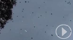 Una lluvia de arañas siembra el terror en Brasil