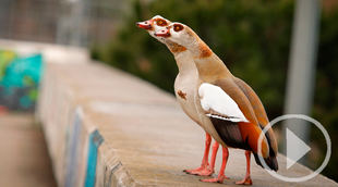 El Día de las Aves recuerda que su vuelo no debe decaer