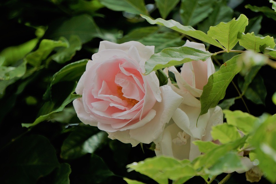 Nuevas tendencias en el envío de flores y coronas funerarias