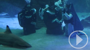 El Belén de tiburones ya se puede ver en el Zoo de Madrid
