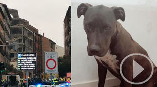 Aparece Brutus, perdido en la explosión de Puerta de Toledo