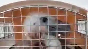 Rescatado un buitre leonado de una piscina particular en Manzanares El Real