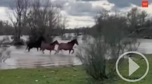 Rescate de 19 caballos in extremis por el desbordamiento del Jarama