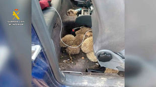 Ecologistas alertan sobre la caza furtiva de erizos entre Alcorcón y Móstoles