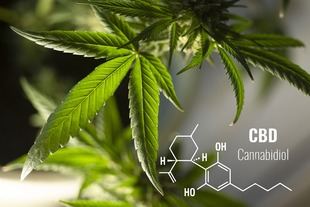 ¿Son legales los CBD shop y tiendas en España?