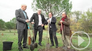 La Comunidad clona árboles singulares para perpetuar el patrimonio natural