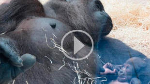 Un nuevo nacimiento de gorila amplía la familia de Zoo Aquarium de Madrid