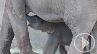 Valioso nacimiento en el Zoo: Nova, un elefante asiático de Sumatra, en peligro de extinción, ha dado a luz a una cría