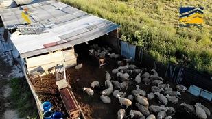 Desmantelado un matadero clandestino en San Fernando dentro de una red de venta de carne sin control