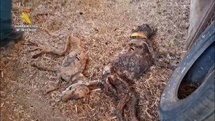 Pacma se concentra en Sol tras la muerte por inanición de 32 perros en Badajoz