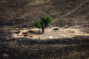 Las ayudas para los afectados por el incendio de Tres Cantos se podrán solicitar a partir de septiembre