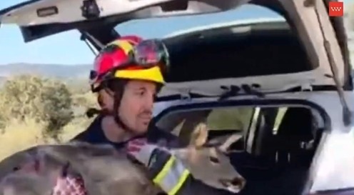 Rescatan a un corzo atrapado en la valla de un chalet en Valdemorillo