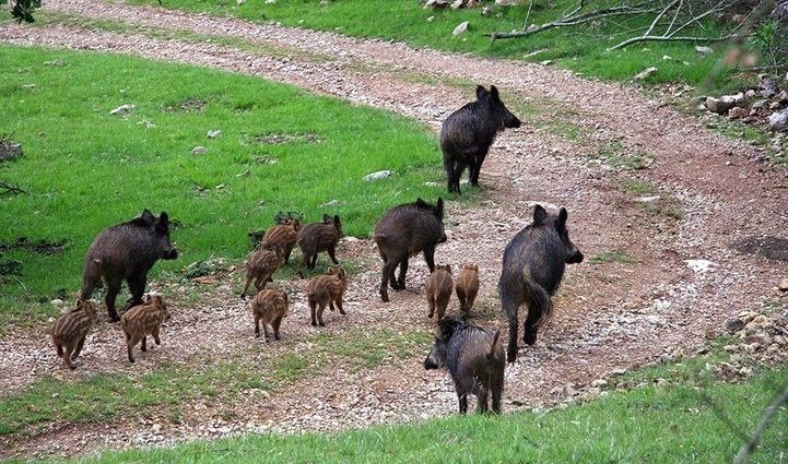 Imagen de jabalíes con sus crías.