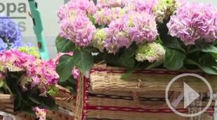 El Mercado de las Flores llena de color la madrileña calle de Jorge Juan