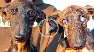 Galguito abandonado protege y guía a su hermana ciega