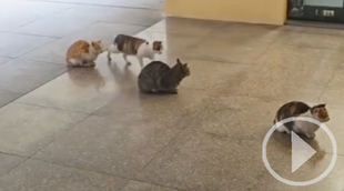 Gatos en fila: la divertida convivencia felina en el supermercado