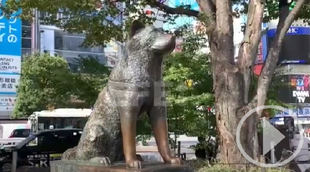 Hachiko: 100 años esperando a su dueño en la estación de Shibuya