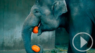 Un Halloween salvaje en el Zoo Aquarium de Madrid