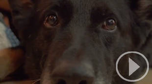 "Heroes de cuatro patas" , una adopción, una oportunidad