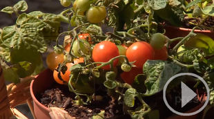 Carmena entrega los premios de Huertos Escolares