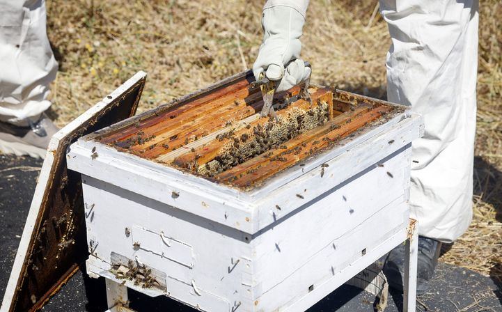 La Comunidad refuerza la prevención de incendios con control de ahumadores en más de 17.000 colmenas