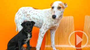 Algunas jaulas te quitan la libertad, otras te dan la vida