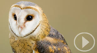 La lechuza, el ave del año para SEO/BirdLife