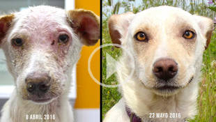 “La Vuelta al Mundo” del perrito Leki en 45 días