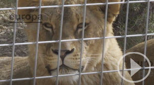 AAP España rehabilita a nueve leones rescatados de Ucrania