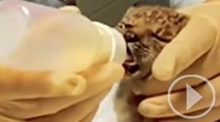 Wolf, Wonder y Wendy, tres cachorros de lince rescatados