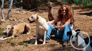 Una versión perruna del "Despacito" para fomentar la adopción