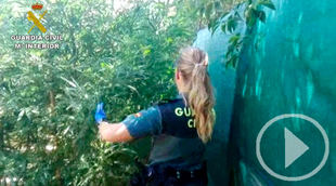 La Guardia Civil descubre 2.500 plantas de marihuana en Chinchón