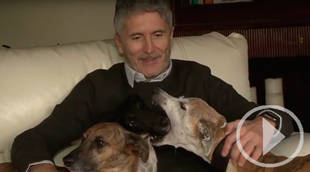 El juez Fernando Grande-Marlaska "Premio Bienestar Animal 2016" por el Colegio de Veterinarios de Madrid