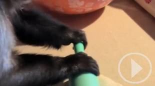 La sorprendente habilidad de un mono para amasar masa de galletas