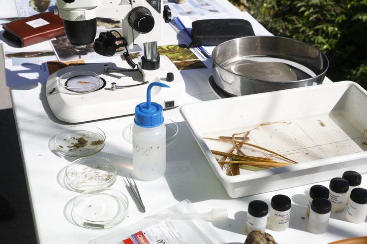 Campaña contra la mosca negra en Madrid.