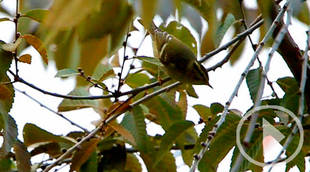 El pájaro que viaja desde Siberia y hace escala en Valdebebas