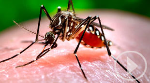 Los mosquitos ya se pueden controlar desde el móvil