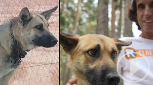 El Refugio busca familia en Madrid para un perro medio degollado