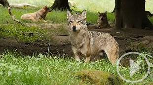 La Justicia Europea declara ilegal la ley de CyL que permite cazar lobos