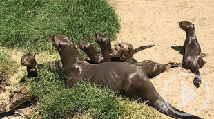 El Zoo Aquarium presenta a 5 crías de nutria nacidas durante el confinamiento