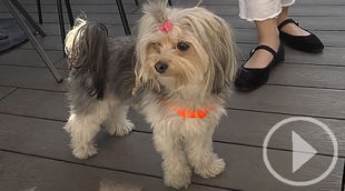 El 74% de dueños de mascotas afirman que tener un perro le une a su pareja