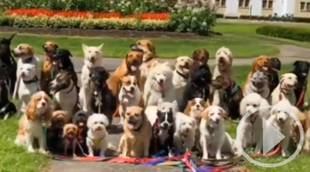 Las increibles fotos de un paseador de perros