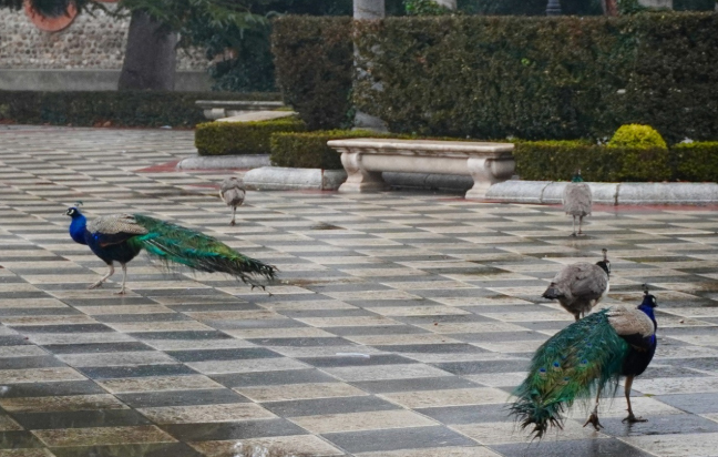 Pavos reales en los jardines de Cecilio Rodríguez en El Retiro