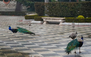 La gripe aviar llega a la capital