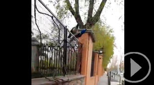 Los pavos reales hambrientos saltan la valla de El Retiro