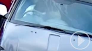 ¡No dejes que tu perro aparque el coche!